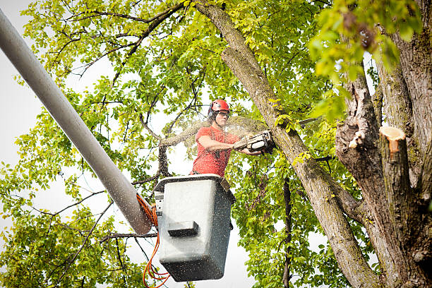 Trusted Houston, AK Tree Services Experts